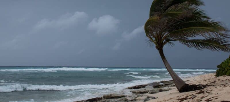 palm tree blowing in a storm on the beach