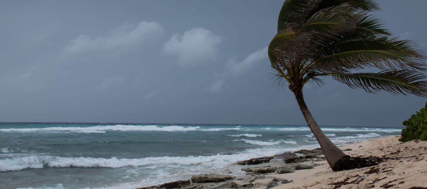 palm tree blowing in a storm on the beach