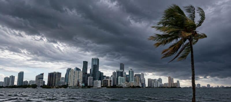 A single palm tree bends in strong wind before the Miami skyline under a dark, stormy sky.