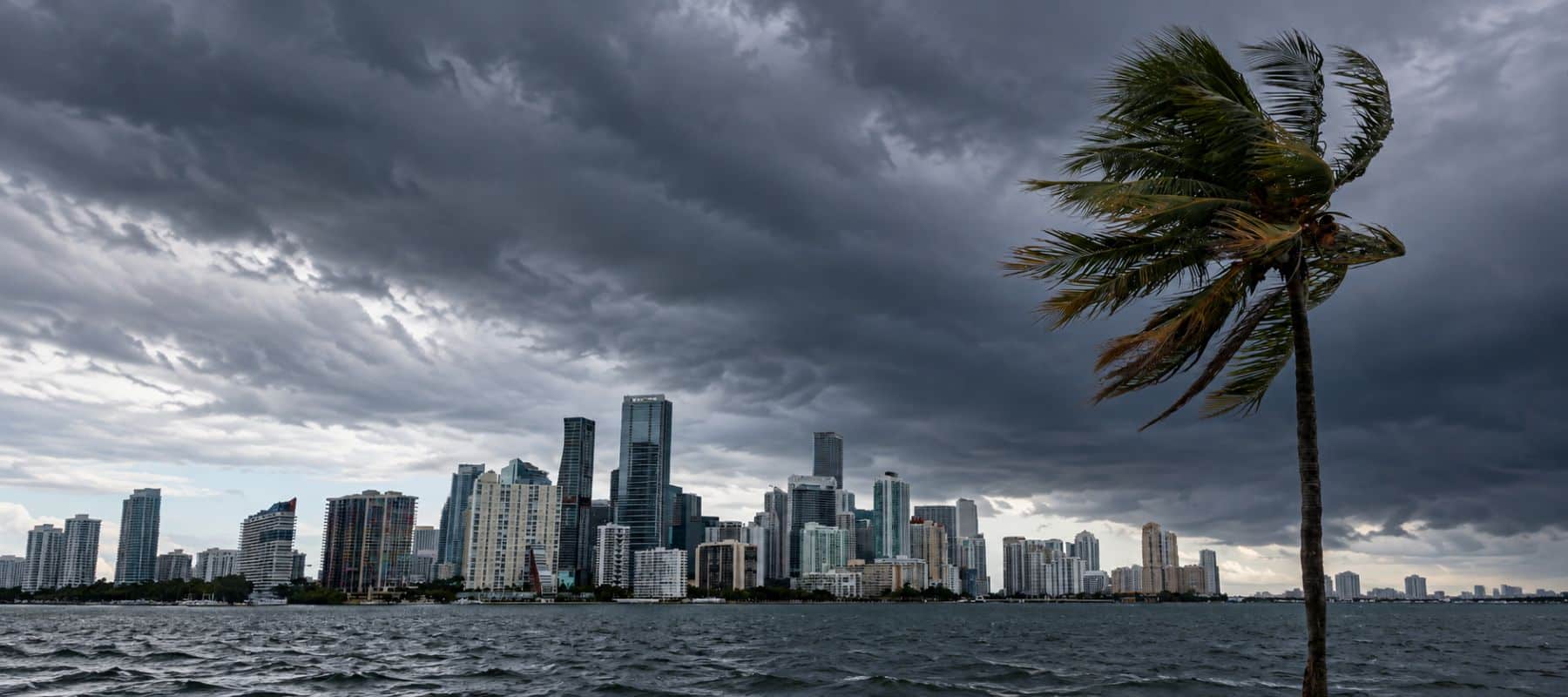 A single palm tree bends in strong wind before the Miami skyline under a dark, stormy sky.